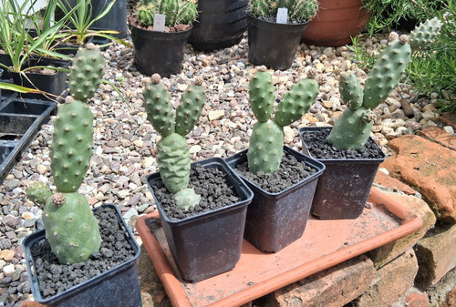 Tephrocactus articulatus
