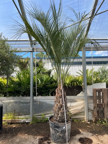 Butia capitat xxl palme - butia,
