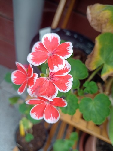 Pelargonie geranie wren - pelargonie,