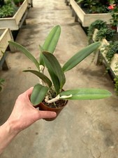 Cattleya Species glauca Top Selection XL Pflanze Orchidee Orchideen