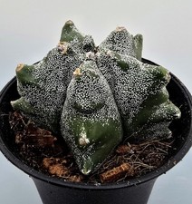 Astrophytum Myriostigma Kikko