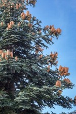 50 Samen Edeltanne Abies nobilis / procera, Silbertanne, Pazifische Edeltanne 