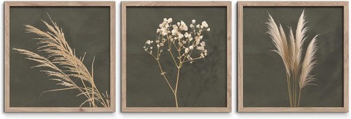 Bilder set pampas - bilder, 3x