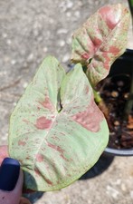 Milk Confetti Syngonium high