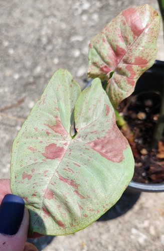 Milk confetti syngonium high - milk,