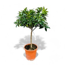 Tropictrees - Zitrusbaum -