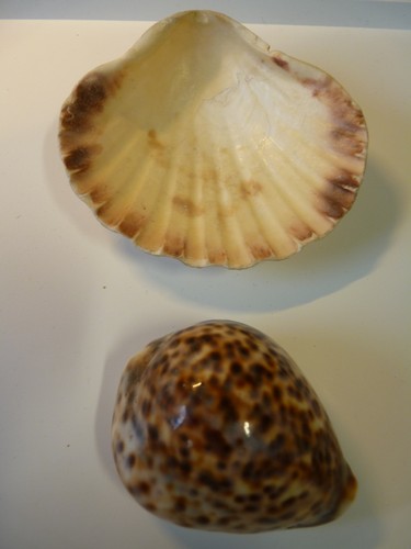 Muschelgehäuse - 2,