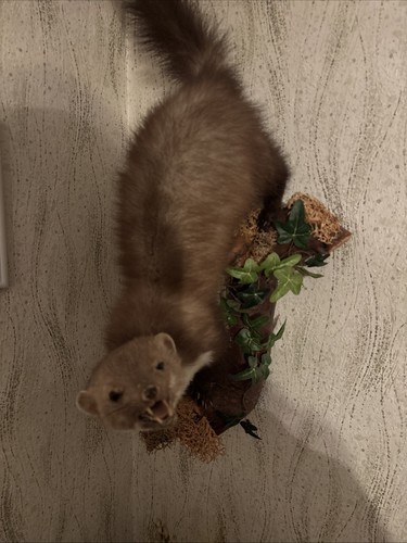 Tierpräparat marder trophäe - tierpräparat,