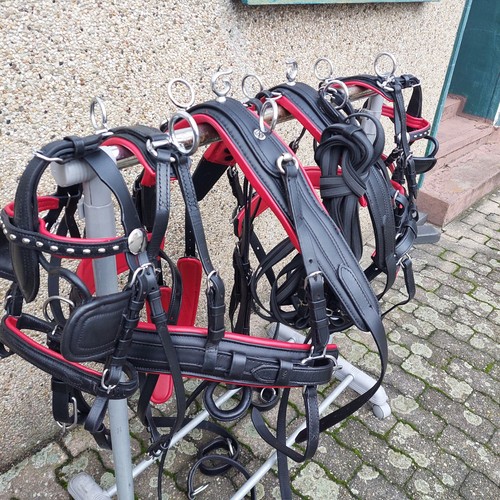 Top leder zweispänner - ,
