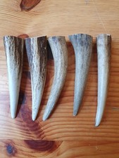 Geweihspitzen Abwurfstangen