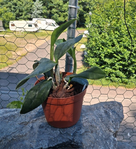Cattleya violacea var