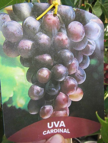 Vitis cardinal rote - vitis, 'cardinal'