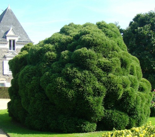 Samen garten bonsai - samen,