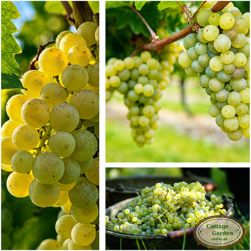 Weinrebe weintraube arkadia - ~,