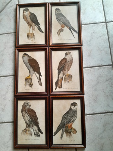 Greifvogel keramik flisen im - 6,