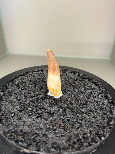 2cm plesiosaurus zahn - zahn, /