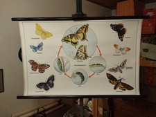 Rollbild Schulkarte Schulwandkarte Lehrtafel  Schmetterling