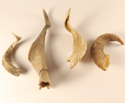 Schaf schafhörner widder - schaf,