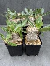 Pachypodium eburneum x densiflorum 