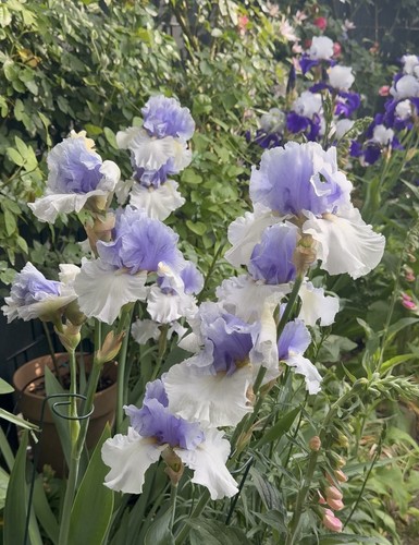 Schwertlilie alpenview - (iris),,
