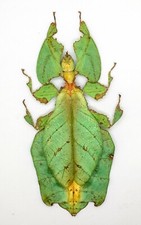 Leaf Insect -Phylliidae