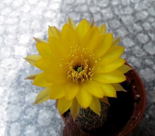 Kaktus echinopsis tubiflora - kaktus,