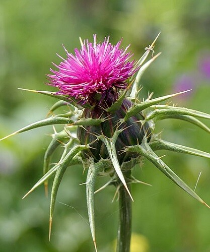 300 samen silybum marianum - samen,