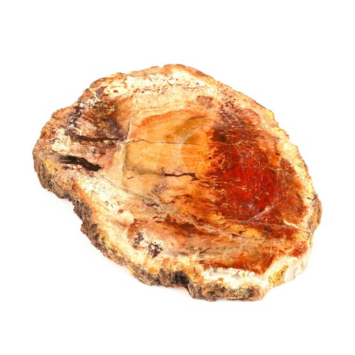 Versteinertes holz mm - versteinertes, 76