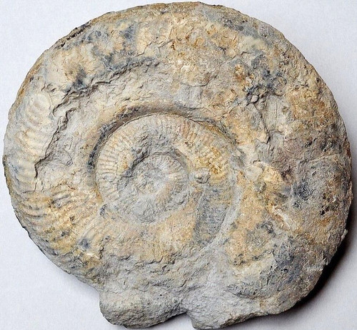 Großer ammonit fossil - großer,