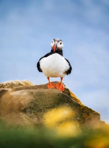 Wandbild papageientaucher in - wandbild:,
