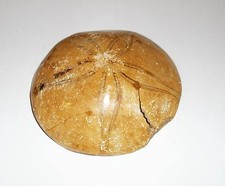 Seeigel Fossil Fossilien Igel