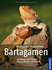 Bartagamen haltung und - haltung,