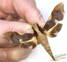 Callionima Nomius Männliche Falkenmotte SET x1 A1 - Entomologie Probe *TOLL*