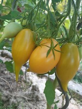 Buratino tomate samen - buratino,