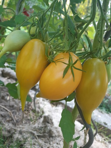 Buratino tomate samen - buratino,