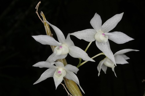 Dendrobium hercoglossum var