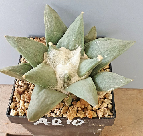 Ariocarpus retusus auf - ariocarpus,