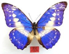 HOLOTYPE MORPHO CYPRIS