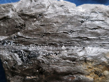 Fossile Baumrinden * Karbon