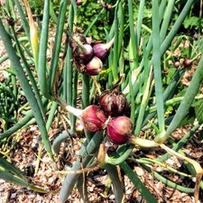 10 x Allium proliferum Etagen Zwiebel Ewige Zwiebel Brutzwiebel minus 30°