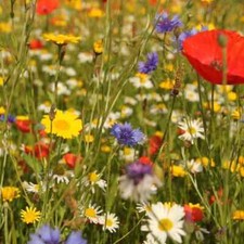 100 wildblumensamen duftend - wildblumensamen,