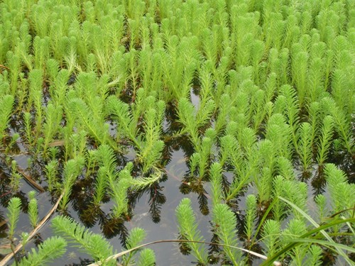 Teichpflanzen 30 st - :,
