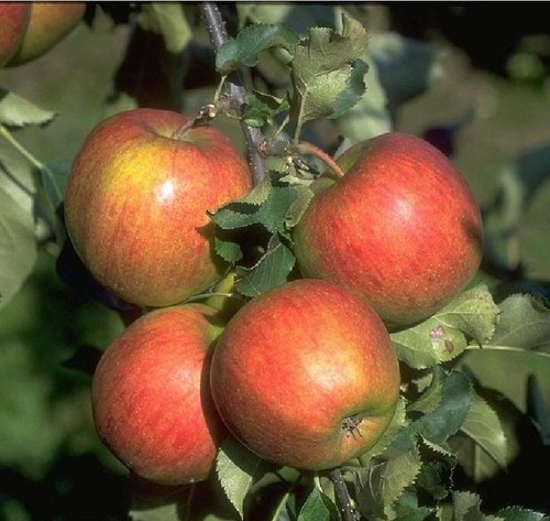 Malus jonagold apfel apfelbaum - jonagold,