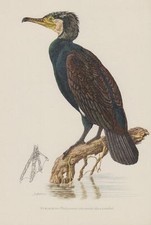 Kormoran (Phalacrocorax carbo) Seerabe Scharbe  Farbdruck 1953 Ornithologie