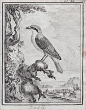 Neuntöter red-backed shrike