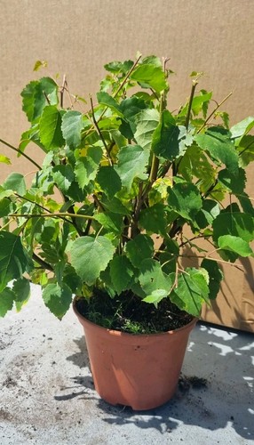Pre bonsai birkenbaum - pre-bonsai,,