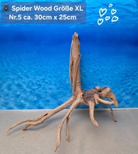 🪸 Moorkienwurzel-