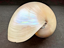 „Großer Nautilus pompilius