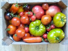 Tomatensamen, viele Sorten, 10 Samen je Auswahl, Ernte 2025