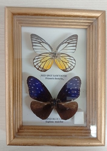 Bild schmetterlingssammlung - bild,